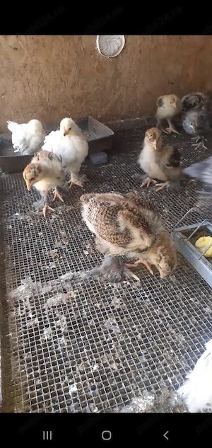 puisori brahma și australorp 