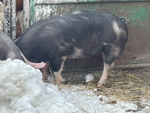 Porc de vinzare 