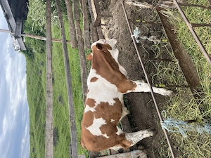 Vând viței sugari și întercati