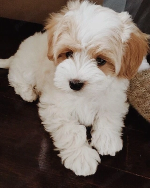 maltipoo pudel mini toy