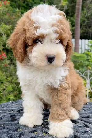 maltipoo pudel mini toy