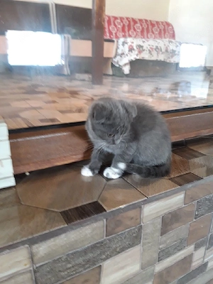 British shorthair blu,asigur transport! - imagine 4