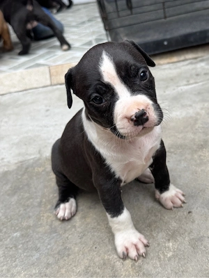 Pui amstaff rasa pura !  - imagine 2