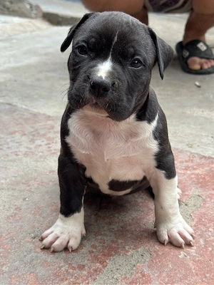 Pui amstaff rasa pura !  - imagine 5