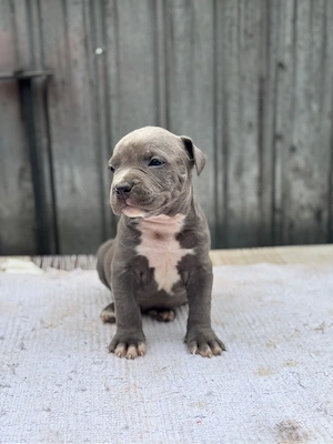 Pui amstaff rasa pura ! 