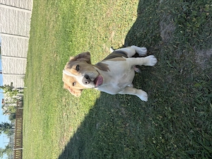 Vând beagle blue 4 luni  - imagine 2