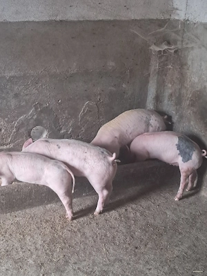 vand purcei landrace