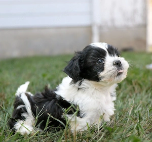 Mascul Bichon havanez