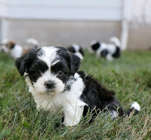 Bichon havanez superbi