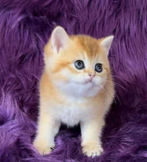 British Shorthair Golden 