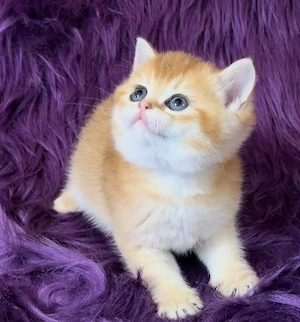 British Shorthair Golden 
