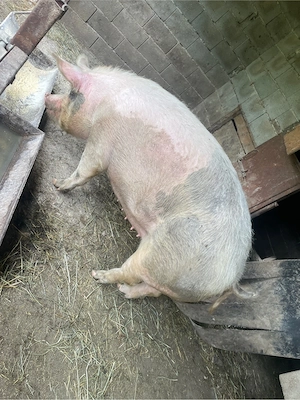 vand scroafa 2 ani peste 250 de kg - imagine 3