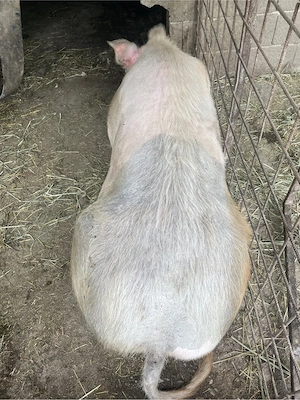 vand scroafa 2 ani peste 250 de kg - imagine 4
