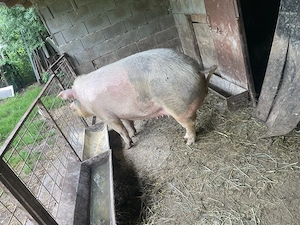 vand scroafa 2 ani peste 250 de kg