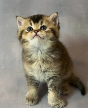 British Shorthair Chinchilla Golden Black  - imagine 3
