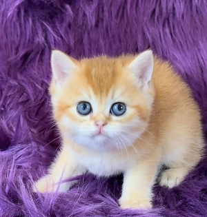 British Shorthair Golden  - imagine 4