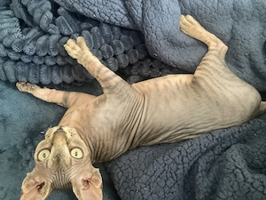 Pisica Sphynx Femela