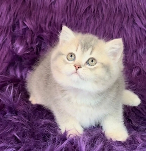 British Shorthair Chinchilla 