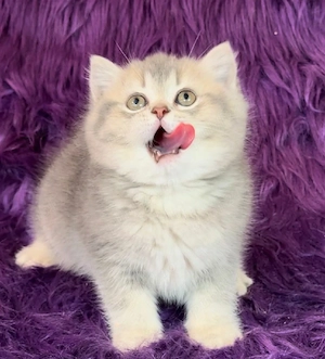 British Shorthair Chinchilla  - imagine 3