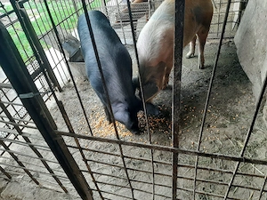 Vand porci aprox. 125-130 kg crescuti in gospodarie - pret 12.5 lei