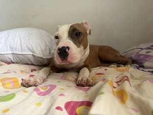 Vand pui amstaff