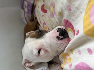 Vand pui amstaff - imagine 3