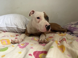 Vand pui amstaff - imagine 2