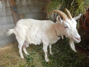 Capre de vânzare