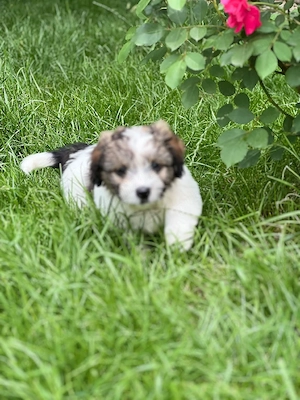 Bichon havanez 