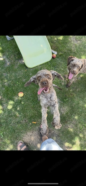 Câin Lagotto Romangolo  - imagine 3