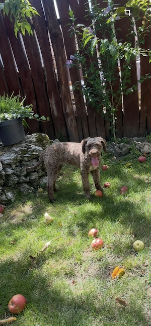 Câin Lagotto Romangolo  - imagine 2