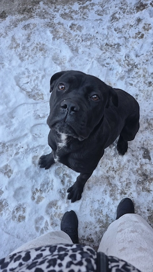Vând cane corso 1 an  - imagine 3