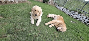Vând căței Golden Retriever  - imagine 4