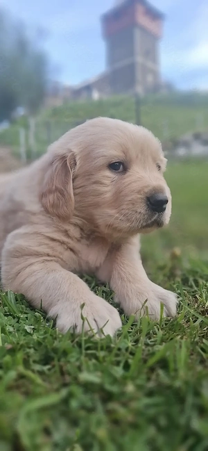 Vând căței Golden Retriever 