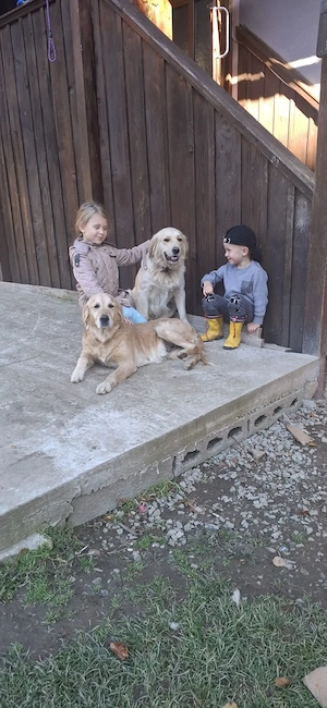 Vând căței Golden Retriever  - imagine 5