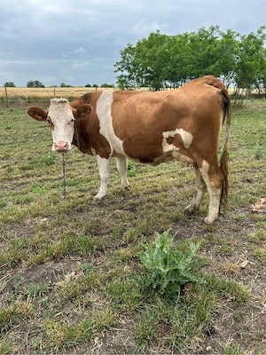 vaca cu lapte 