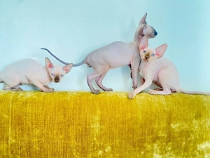Pisicuțe Sphynx Sfinx - imagine 2