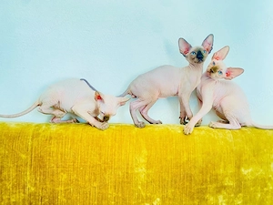 Pisicuțe Sphynx Sfinx