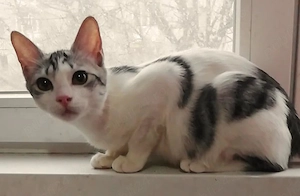 Metisi British Shorthair pui, gratuit  - imagine 2