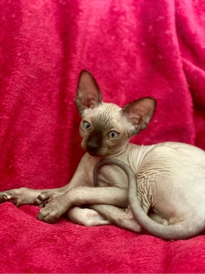 Sfinx Sphynx
