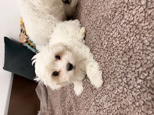 Ofer bichon maltez pui  - imagine 2