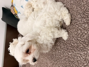 Ofer bichon maltez pui  - imagine 5