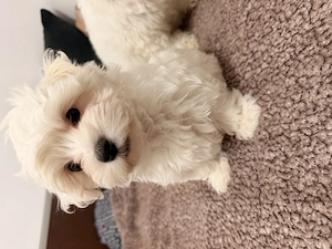 Ofer bichon maltez pui  - imagine 4