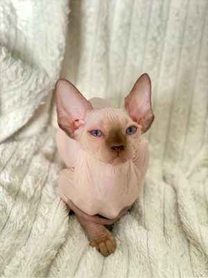 pisicute Sfinx Sphynx - imagine 3