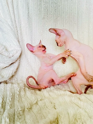 pisicute Sfinx Sphynx - imagine 4