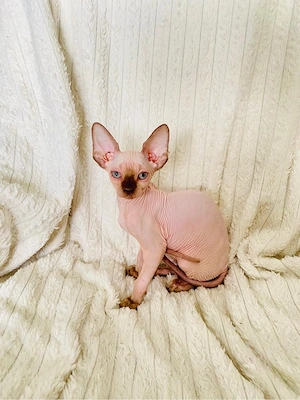 Sphynx Sfinx -Motanei si pisicute - imagine 2