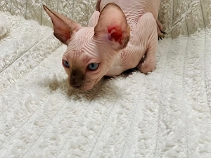 Motanei si pisicute Sphynx Sfinx - imagine 3