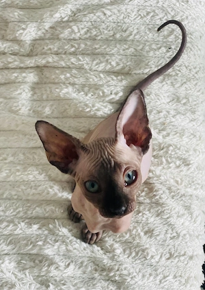 Motanei si pisicute Sphynx Sfinx
