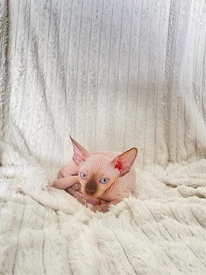 Sphynx Sfinx -Motanei si pisicute - imagine 4