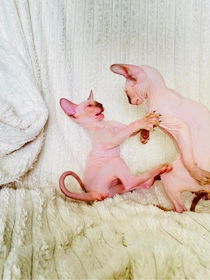 Sphynx Sfinx -Motanei si pisicute
